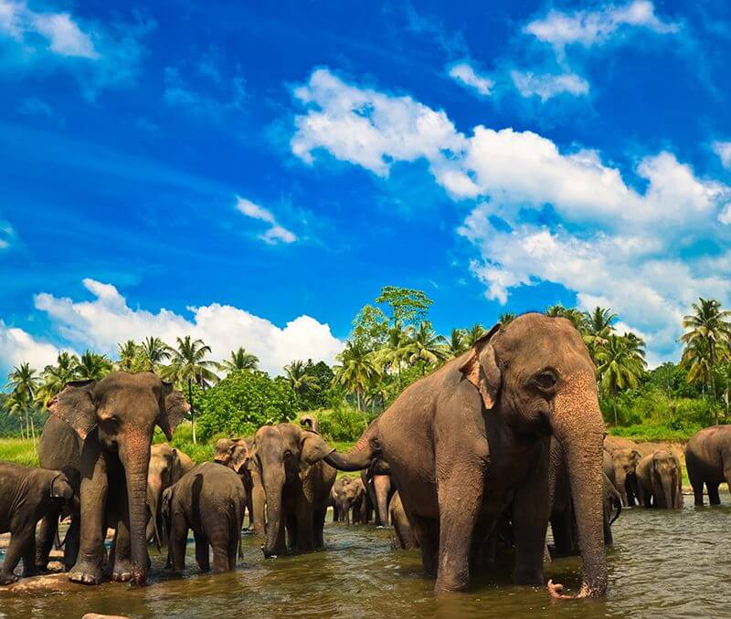 Combiné Sri Lanka et Maldives / Au départ de Colombo