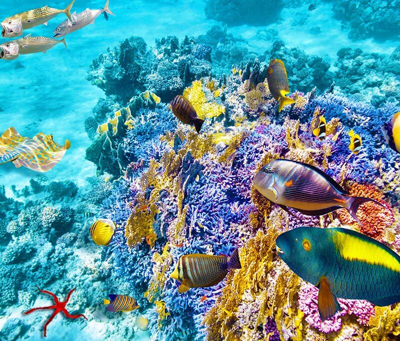 Croisière Regent Paradis Tropical