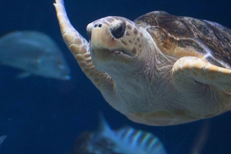 Les perles de Belize- de Belize City à Ambergris Cave