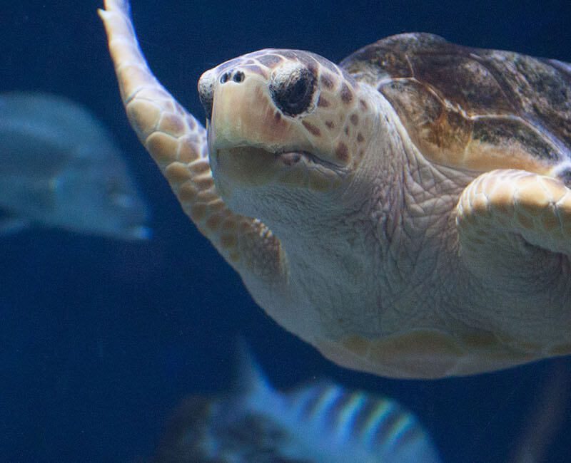 Les perles de Belize- de Belize City à Ambergris Cave