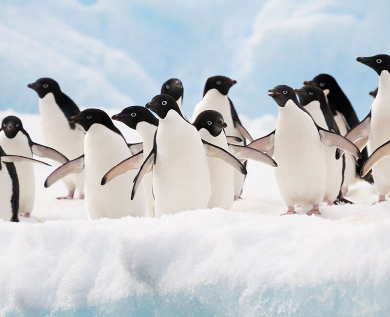 Antarctique- découverte en famille du continent blanc, baleines, Ushuaïa