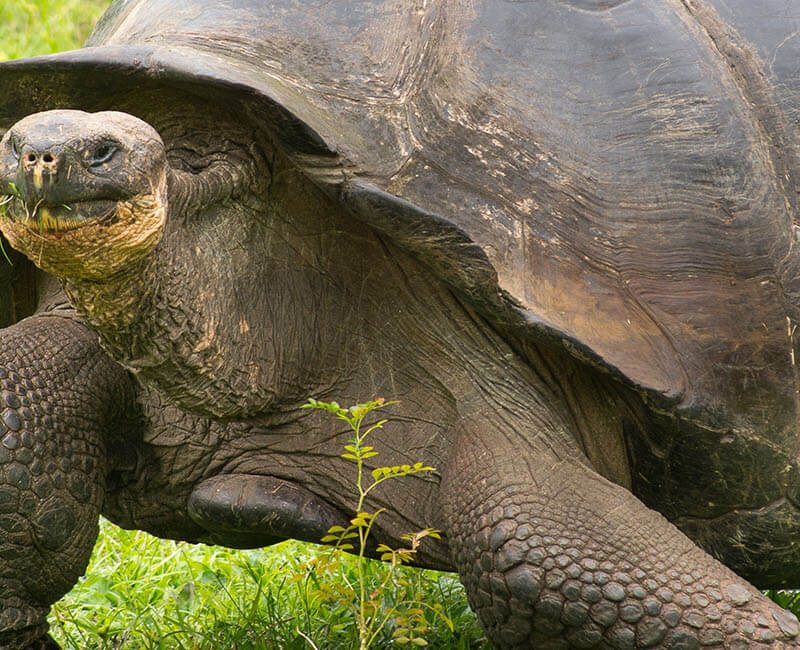 Equateur, en famille ou à deux- Après Quito, les Galápagos d'île en île