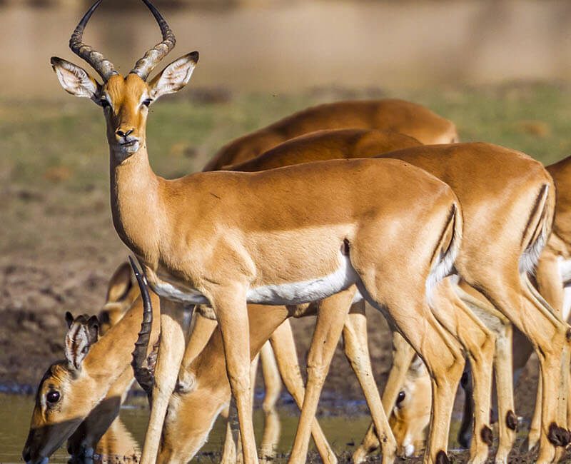 Le Cap, Parc Kruger, Big Five- Le meilleur de l'Afrique du Sud