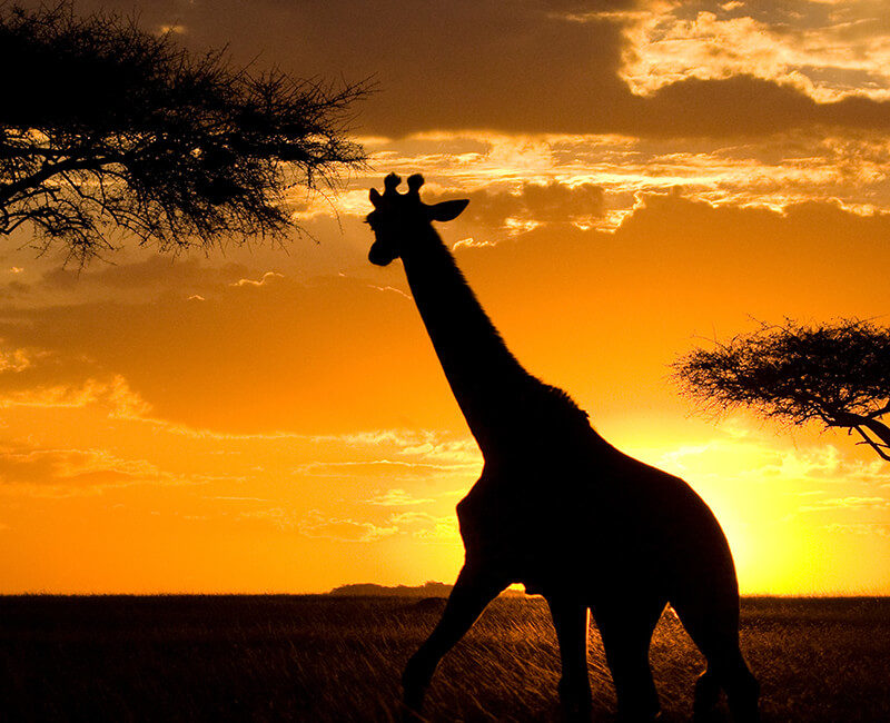 Le paradis des jeunes enfants : un safari en famille - Tanzanie du Nord