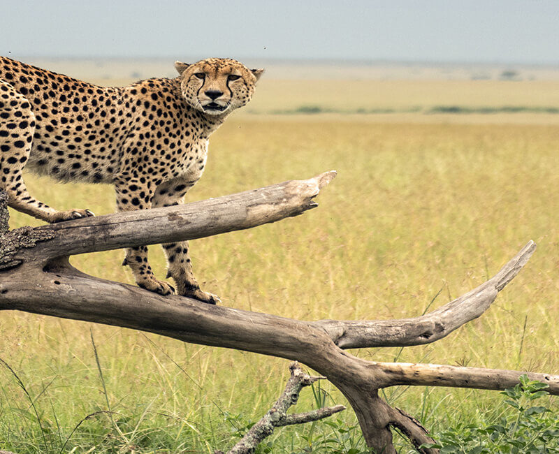 Rêves d'Afrique en famille - Kenya de Nairobi à Zanzibar en terres préservées