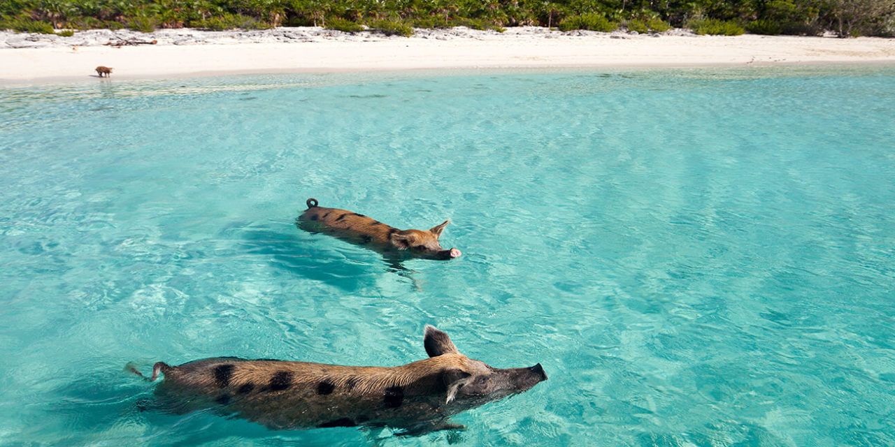 Croisière Disney Cruises- Bahamas,Etats-Unis à bord du Disney Magic au départ de Miami