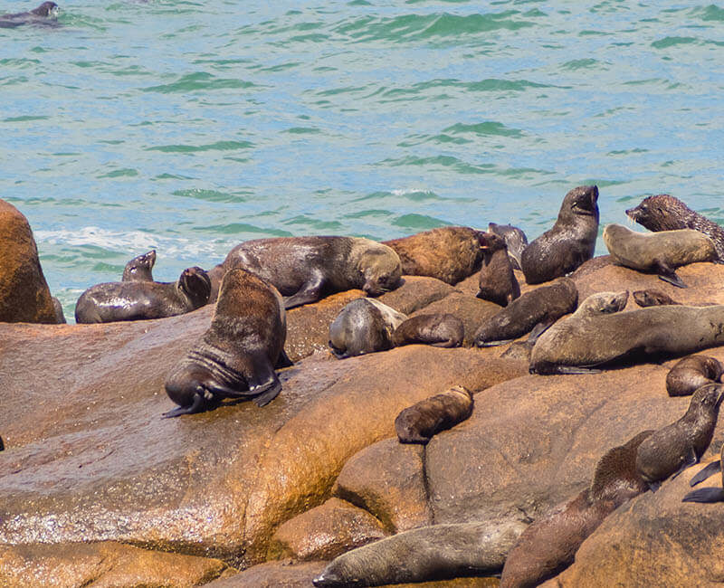 Croisière Hurtigruten - Uruguay, Géorgie du Sud et Sandwich du Sud à bord du MS Fram