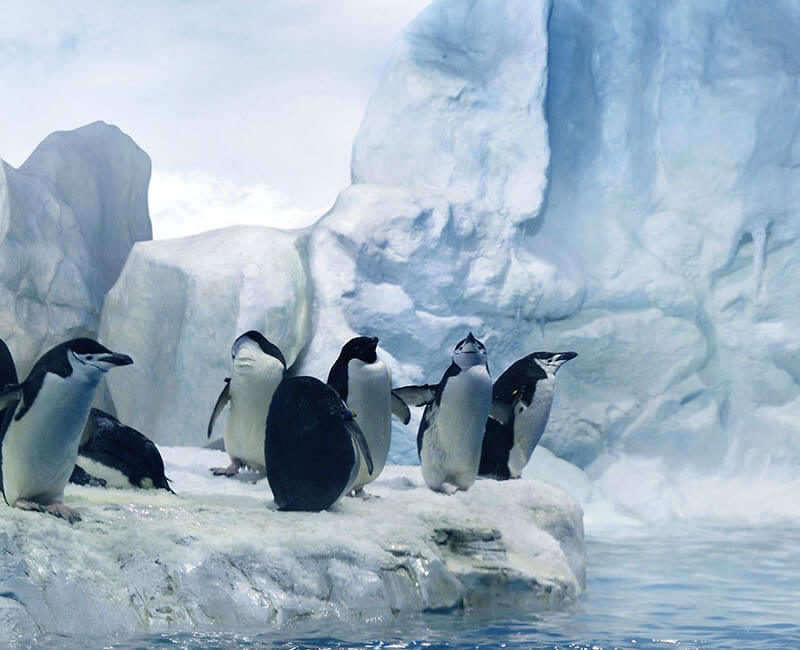 Croisière Quark Expeditions - Géorgie du Sud, Îles Malouines, Antarctique à bord du Ocean Adventurer