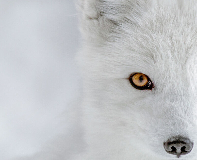 Croisière Quark Expeditions - Le meilleur de l'Arctique de l'Ouest à bord du Ocean Adventurer