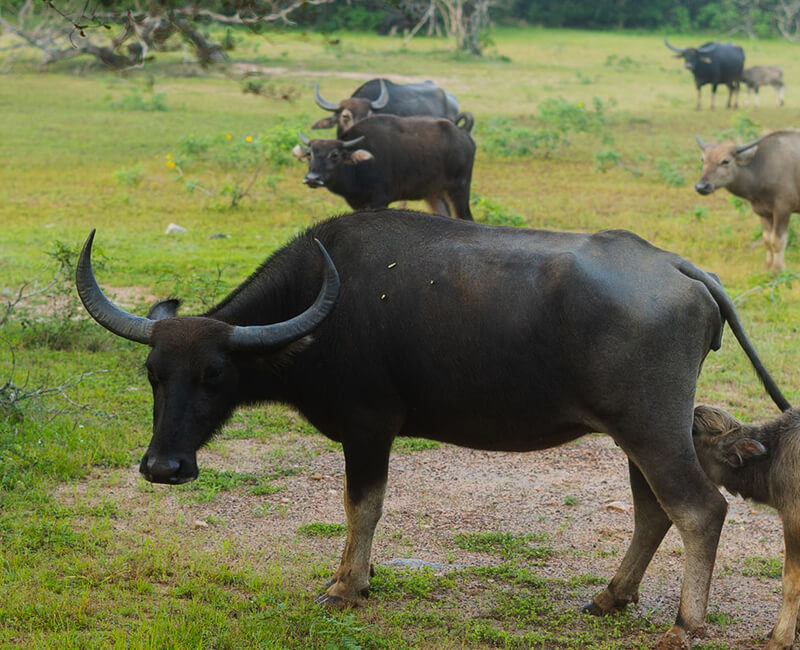 Sri Lanka - Voyage insolite en terres de charme