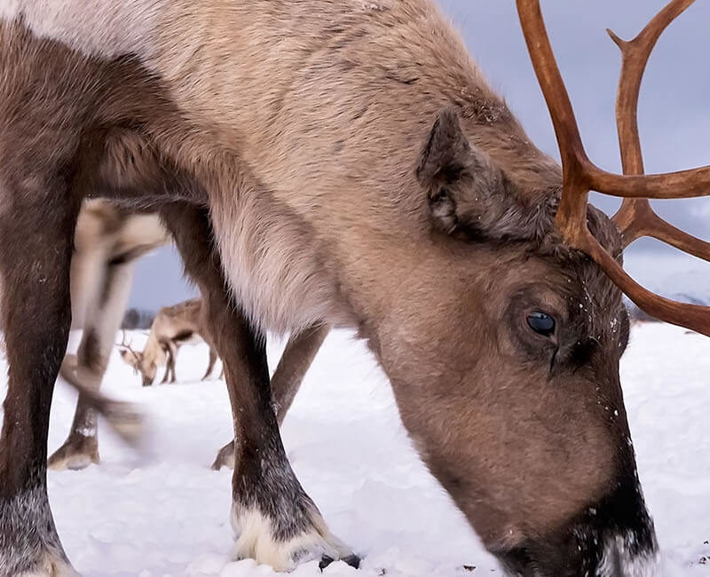 Croisière Carnaval - Finlande, Allemagne, Suède, Estonie... A bord du LEGEND au départ de Douvres