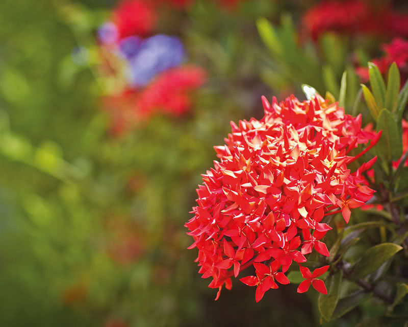 Village de Bragelogne 3 étoiles Saint-François, Guadeloupe